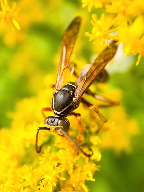 istock A Northern Paper Wasp. 2233508856