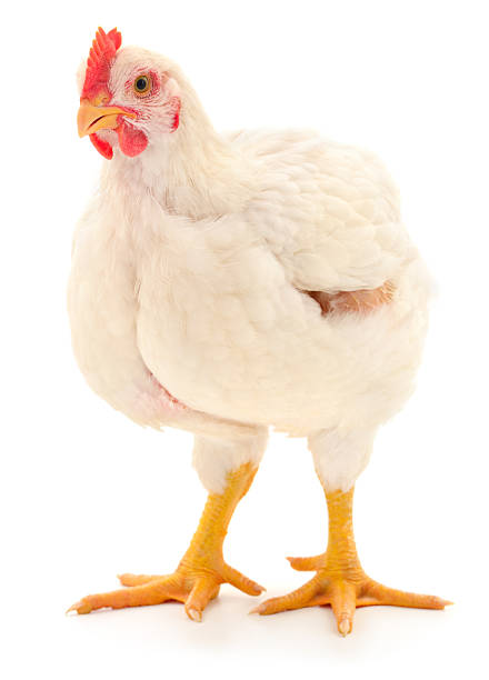 istock White broiler chicken isolated on white background 2233509009