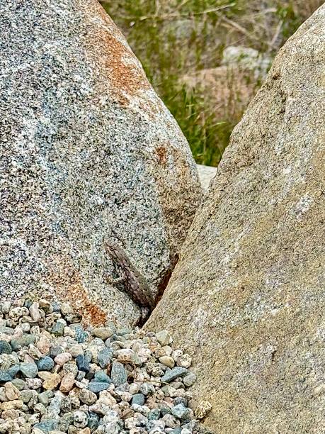 istock Lizard camoflauged on rocks 2233510659