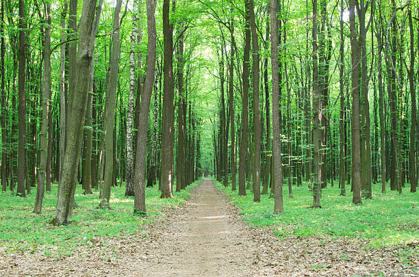 istock forest landscape in the morning 2233511433