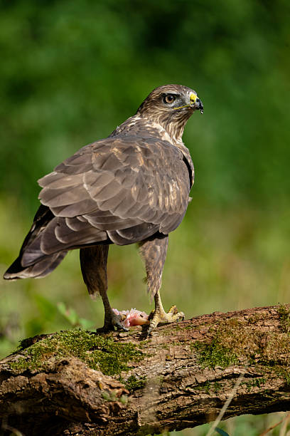 istock Eurasian buzzard with prey in the woods 2233511938