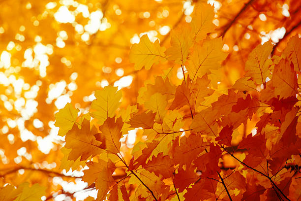 Leaves on the branches in the autumn forest.