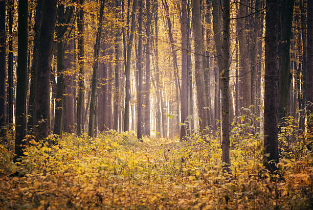 Beech tree forest in October.