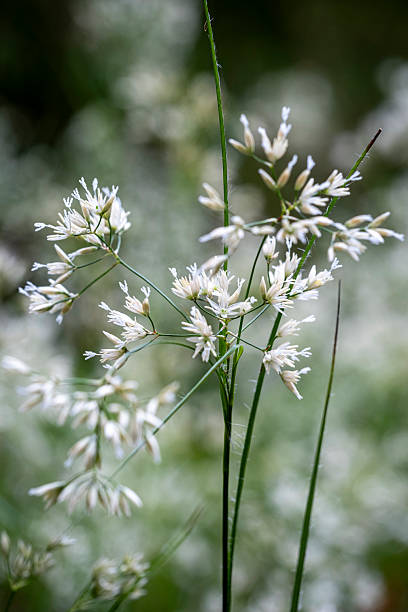 Luzula nivea, Snowy Wood Rush