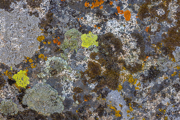 istock Colorful lichen covering rock surface - texture and background 2233514221