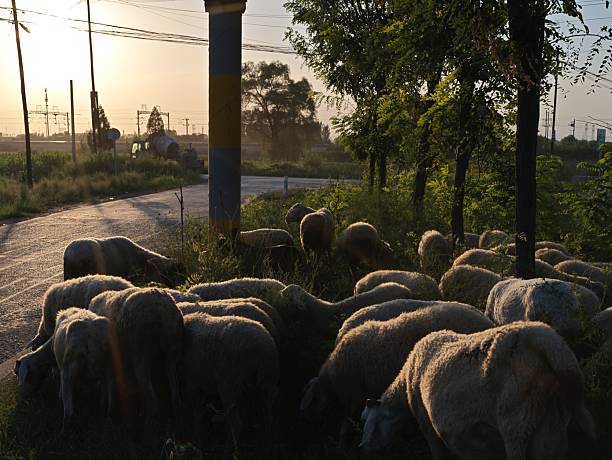 A group of sheep in the village