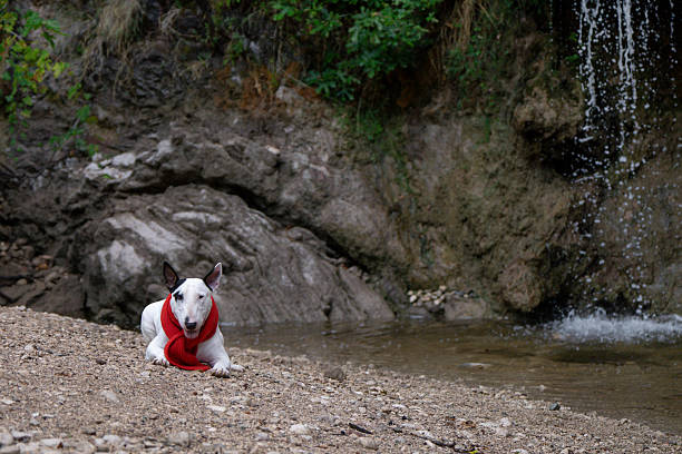 Powerful white Bull Terrier with black eye patch and red scarf among rocky cliffs and waterfall