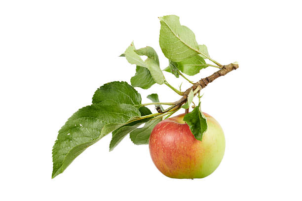 istock red apple with leaves on branch isolated on white 2233519739