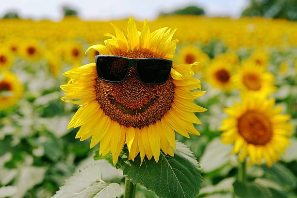 Cool Kansas Sunflower Wearing Totally Awesome Sunglasses - KS State Flower