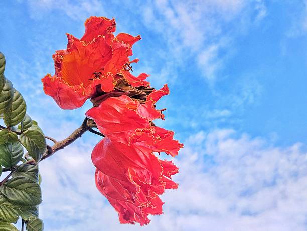 African tulip flower (Spathodea campanulata) with blue sky background, Copy space