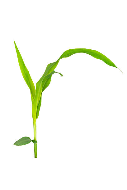 istock Young green corn plant isolated on white background with clipping path. Fresh maize seedling with bright leaves and stem, symbol of agriculture, farming, growth, bio energy, organic food production. 2233524371