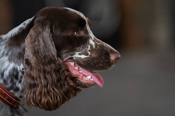 English Springer Spaniel dog head portrait. Portrait of a pure breed english springer spaniel, side view.