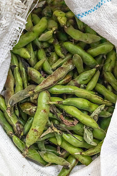 istock Fava beans still in their pods. 2233526555