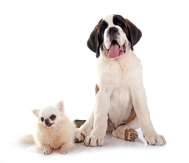 istock puppy saint bernard in studio 2233526926