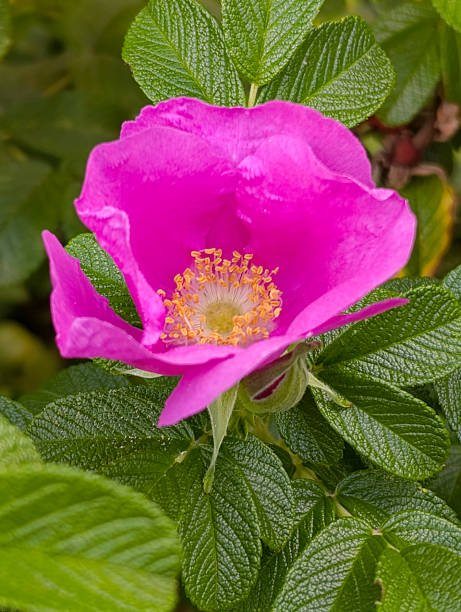 istock Pink rose hip flower on bush, selective focus 2233527615