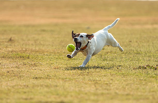 istock Dog chasing tennis ball 2233529077
