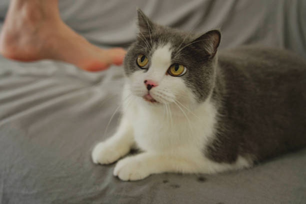 The cat in the picture has a gray and white coat, bright and lively eyes, and an adorable appearance. The girl holding the cat is wearing a wine-red outfit, with a radiant smile, looking very happy, and the scene is filled with a warm and beautiful atmosphere