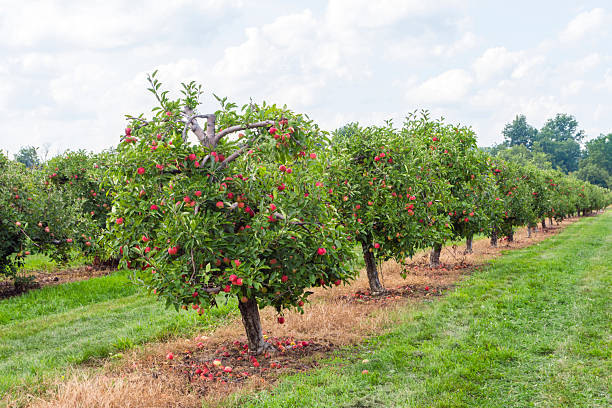 istock Apple orchard planted with rows of apple trees 2233529382