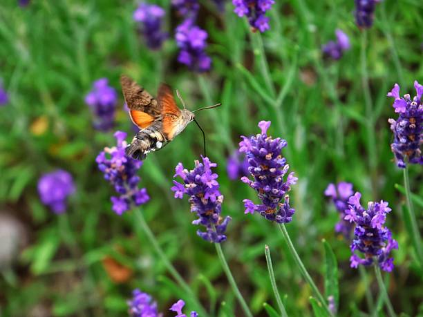 istock A hummingbird hawkmoth in lavender 2233533055