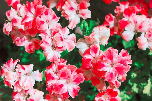 Vibrant cluster of pink and white geraniums bursts into bloom, petals glowing under bright light. Lush green foliage surrounds the flowers, enhancing the vivid contrast and natural charm