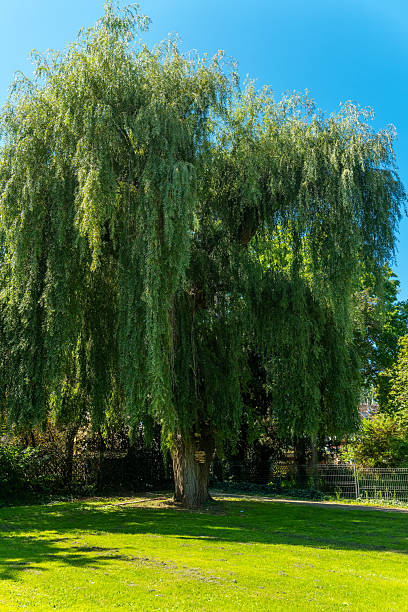 istock Majestic willow tree sways gracefully under the bright sun in a serene park setting, inviting peaceful moments of reflection and relaxation 2233533934