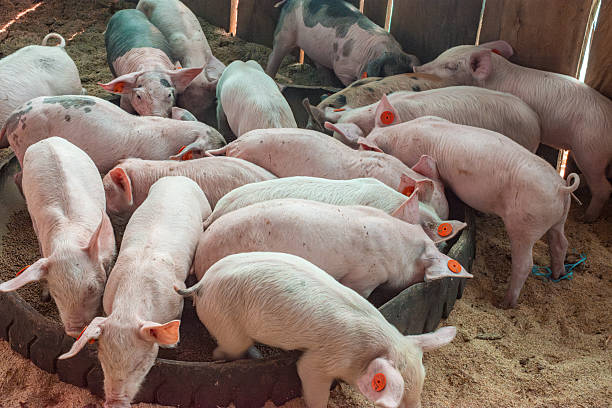 istock Group of Pigs Feeding 2233536232