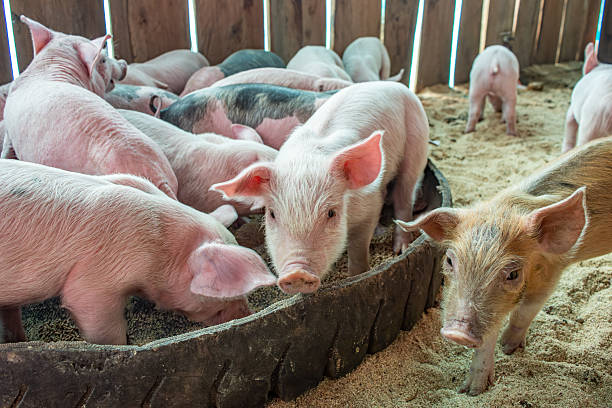 A group of playful piglets feeding in a barn setting in Popayán, Cauca, Colombia. Capturing the charm of rural life.