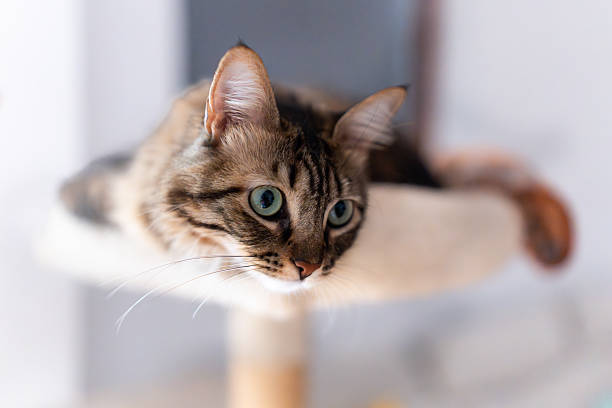 istock Curious cat relaxing on cat tree, observing surroundings 2233536536