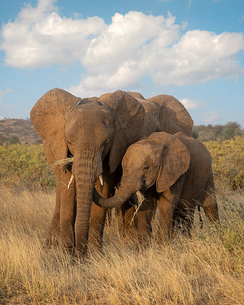 istock African Elephants on savannah 2233536685