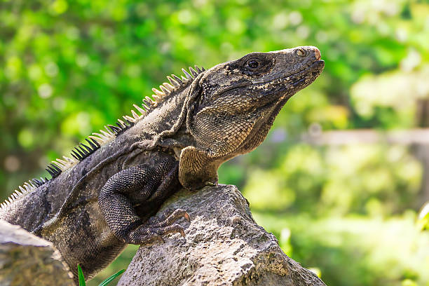 istock Iguana lizard perched on a rock, basking in the sunlight. Close-up 2233536781