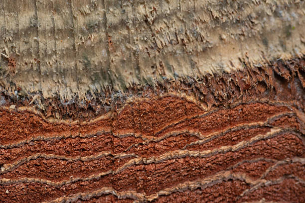 istock Cross-section of tree trunk with bark layers 2233537628
