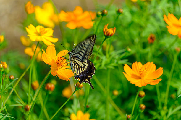 istock Swallowtail Butterfly Feeding on Cosmos Blossom 2233537636