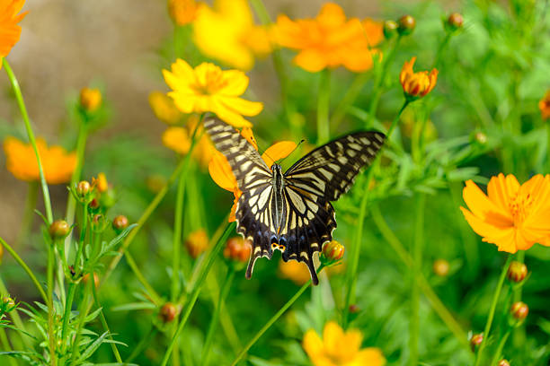 A swallowtail butterfly spreads its wings wide while perched on a vivid orange cosmos flower in a sunlit garden.