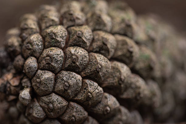 istock Macro close-up of pine cone texture in European forest 2233537792