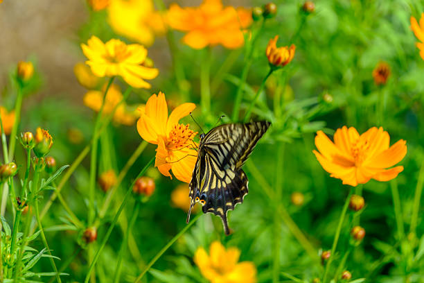 istock Swallowtail Butterfly Collecting Nectar from Orange Cosmos 2233538338