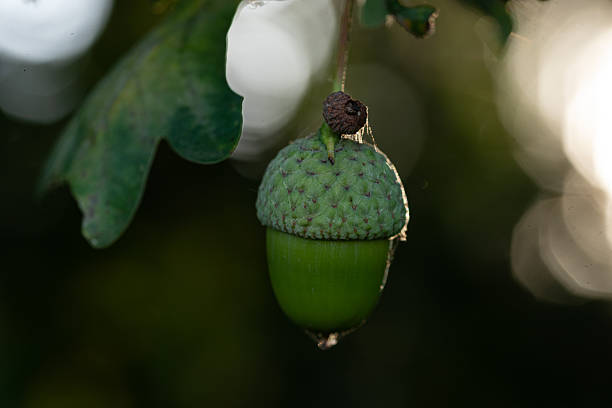 Close-up of a young green acorn growing on an oak tree branch.
