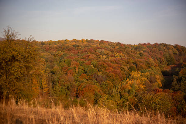 Colorful and dry Forest in late autumn