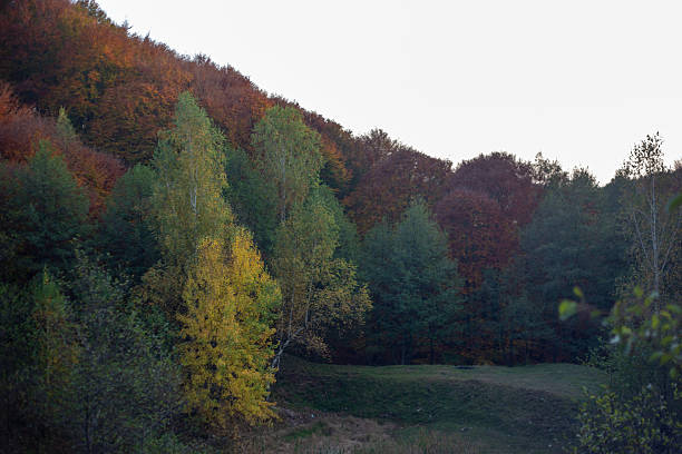 A serene autumn landscape showcases vibrant fall foliage, with a mix of green, yellow, and red trees covering a hillside under a soft, cloudy sky.
