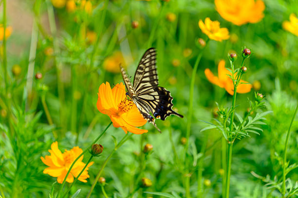 istock Swallowtail Butterfly on Yellow Cosmos 2233538934