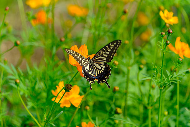 istock Swallowtail Butterfly on Orange Cosmos 2233538952