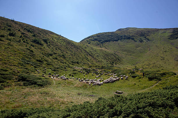 Flock of sheep grazing on a grassy mountainside with a shepherd watching over them