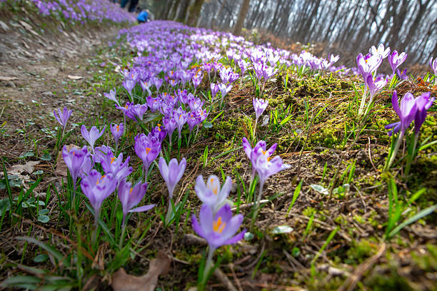 istock Blooming crocuses covering forest floor in springtime sunlight 2233539046