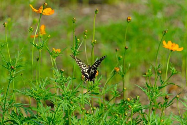 istock Swallowtail Butterfly Among Orange Cosmos 2233539093