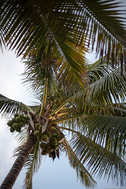 istock Tropical Palm Tree Against Clear Blue Sky 2233539426