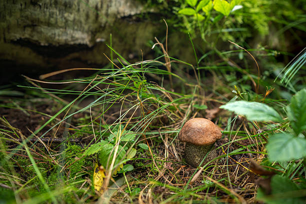 A close-up view of a wild mushroom surrounded by grass and moss in a forest setting, capturing the beauty of untouched nature.