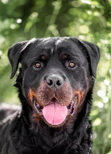 Portrait Of Rottweiler Carrying Toy In Mouth On Grassy Field