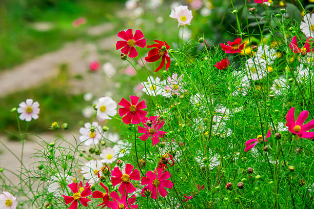 just a photo of nature