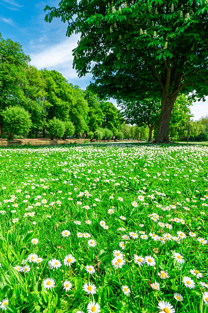 White daisies blooming in a green meadow during a sunny spring day