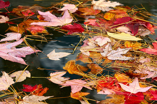 A colorful autumn image of leaves and pine needles floating on a pond.