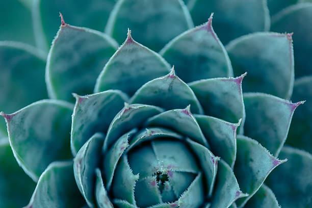 istock Phyllotaxis Spiral of Sempervivum — Natural Sacred Geometry 2233544560